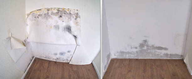 Office Mold Removal Services in Shell Valley, ND